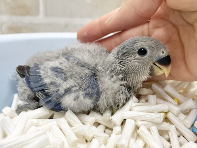コザクラインコ（小桜インコ）