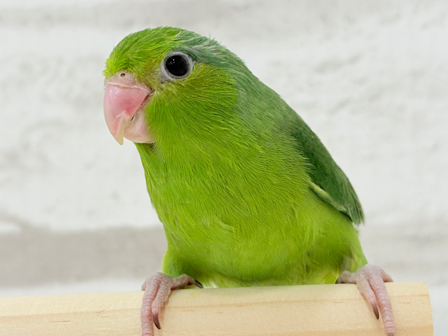 【最新画像更新🪄もうすぐひとり餌‪☆】ピカピカの野菜グリーン🥦マメルリハ(ノーマル)女の子 ヒナ