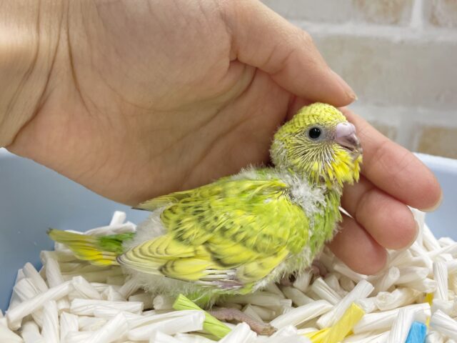 セキセイインコ