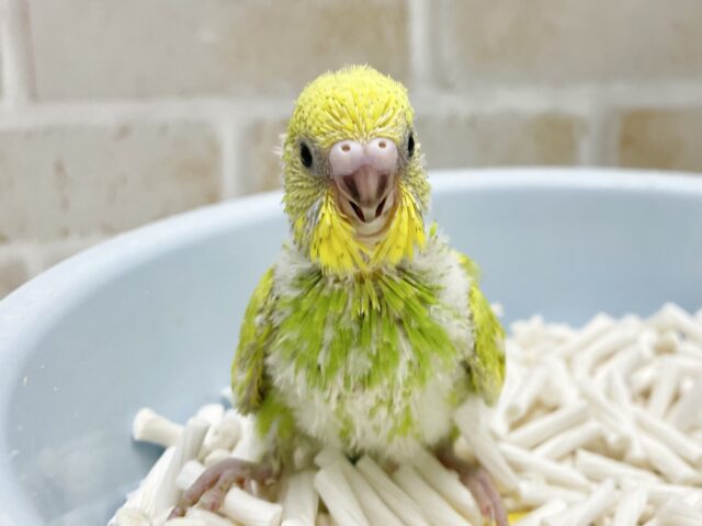 セキセイインコ