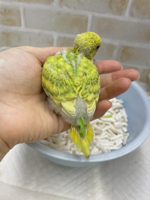 セキセイインコ
