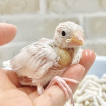 可愛さピカイチの真っ白さん🤍白文鳥