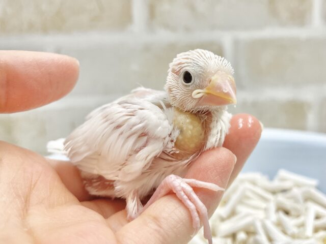 可愛さピカイチの真っ白さん🤍白文鳥
