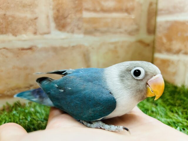 ボタンインコ