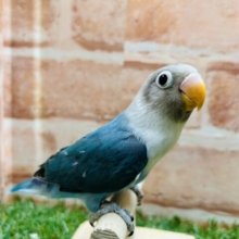 【☆最新画像更新☆】ボタンインコちゃんがやって来ましたよ～🎵🎵　（ブルー）