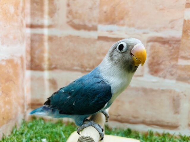 【☆最新画像更新☆】ボタンインコちゃんがやって来ましたよ～🎵🎵　（ブルー）