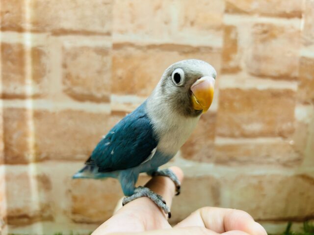 ボタンインコ