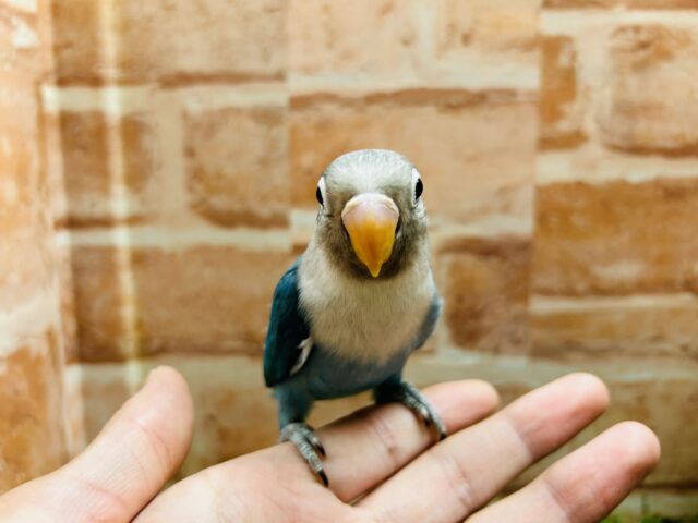 ボタンインコ