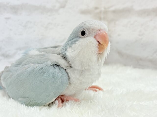 オキナインコ