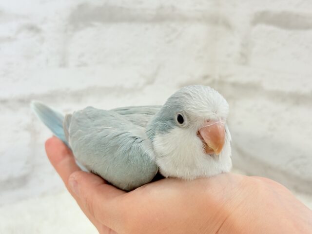 オキナインコ