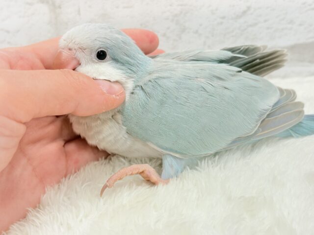 オキナインコ