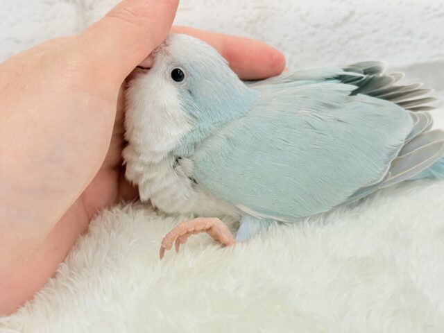 オキナインコ