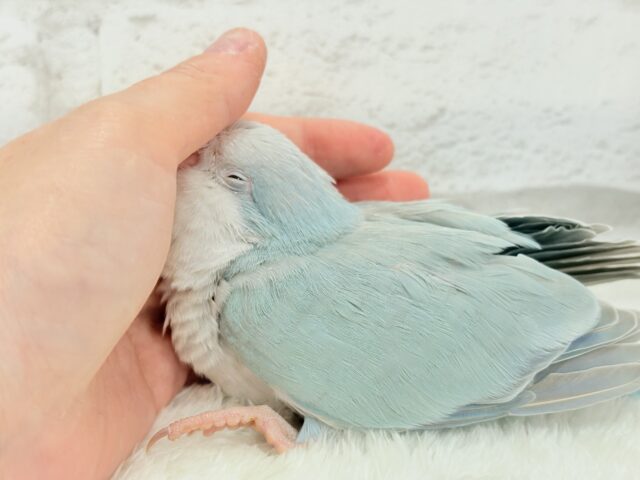 オキナインコ