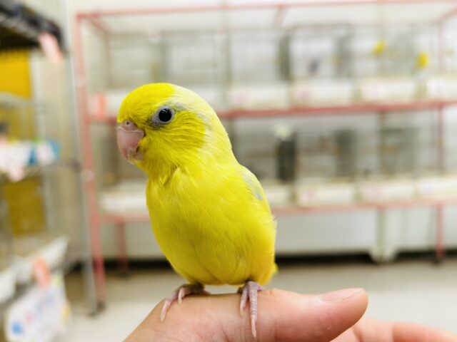 手乗りできます☆　アメリカンイエローのマメちゃん✨✨✨