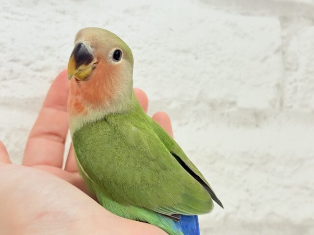 コザクラインコ（小桜インコ）