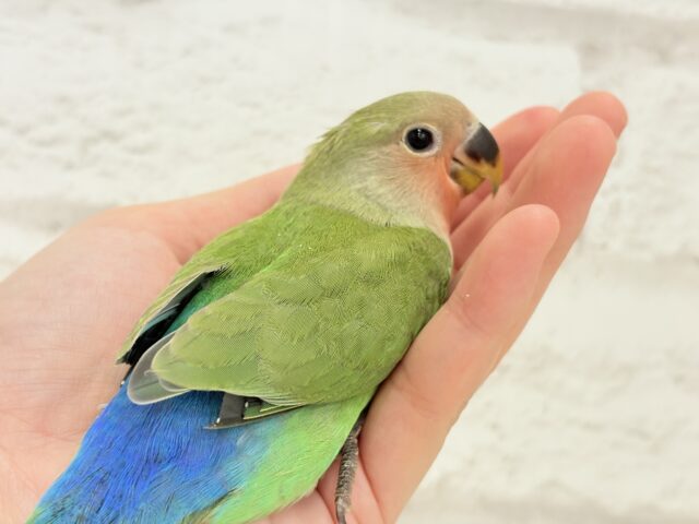 コザクラインコ（小桜インコ）