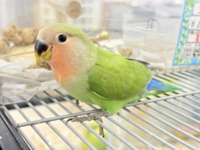 コザクラインコ（小桜インコ）