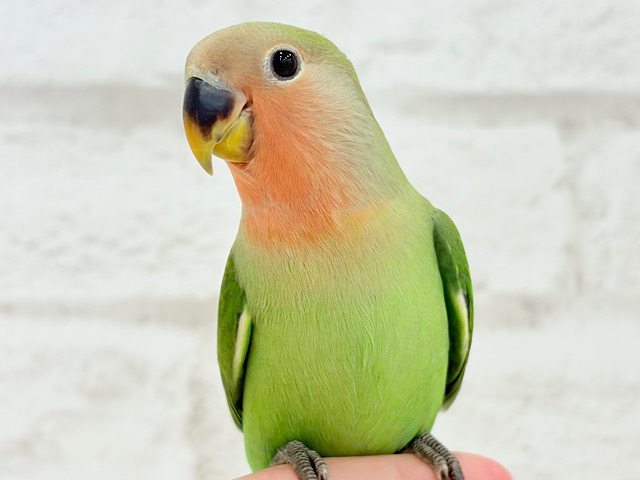 【最新画像更新🪄もうすぐひとり餌‪☆】おめめきゅるるんっ♡コザクラインコ(ノーマル) ヒナ