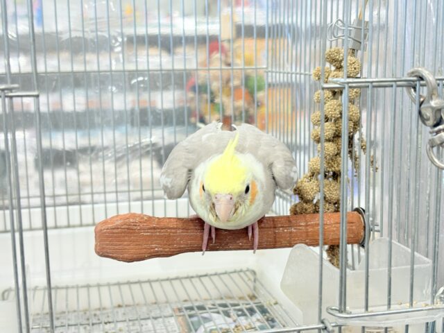 オカメインコ
