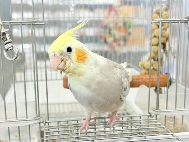 【最新画像更新🪄もうすぐひとり餌☆】みつめてください。。。 ねっ?? オカメインコ シナモンパイド~~ オカメインコ