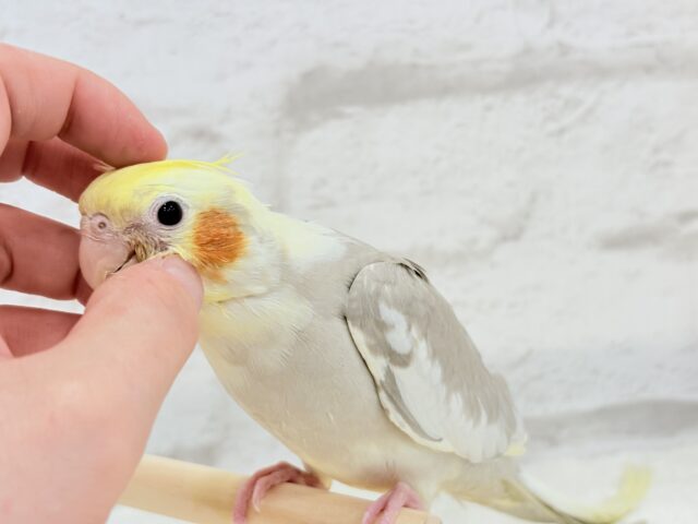 オカメインコ