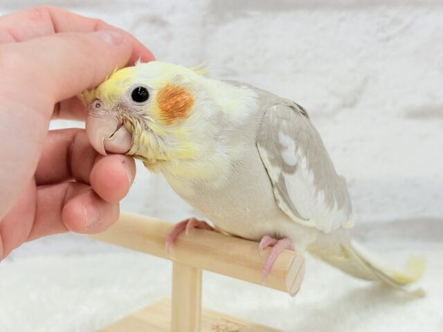 【最新画像更新🪄もうすぐひとり餌☆】みつめてください。。。 ねっ?? オカメインコ シナモンパイド~~ オカメインコ