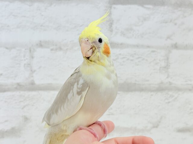オカメインコ