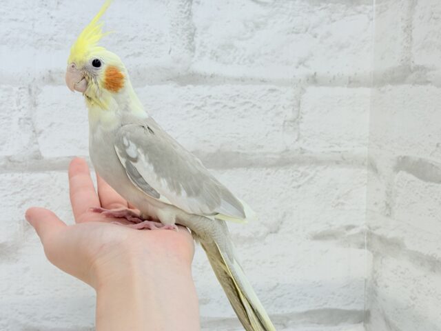 【最新画像更新🪄もうすぐひとり餌☆】みつめてください。。。 ねっ?? オカメインコ シナモンパイド~~ オカメインコ
