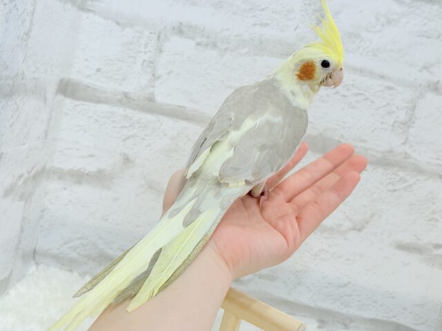 【最新画像更新🪄もうすぐひとり餌☆】みつめてください。。。 ねっ?? オカメインコ シナモンパイド~~ オカメインコ