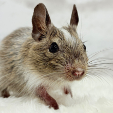 【動画更新🪄】わくわく♬好奇心旺盛𝐛𝐨𝐲🐭🌿デグー(パイド) 男の子