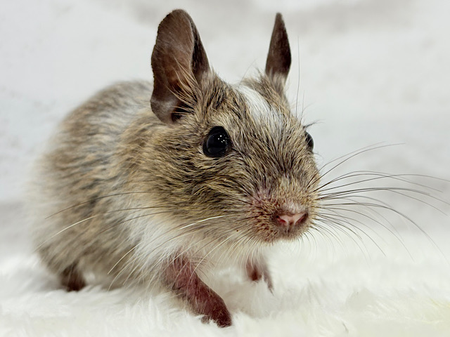 【動画更新🪄】わくわく♬好奇心旺盛𝐛𝐨𝐲🐭🌿デグー(パイド) 男の子