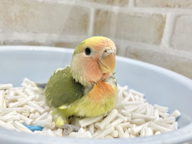 コザクラインコ（小桜インコ）