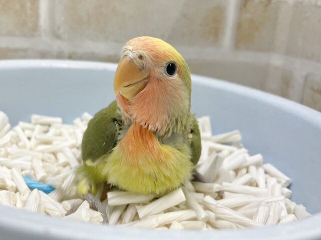 コザクラインコ（小桜インコ）