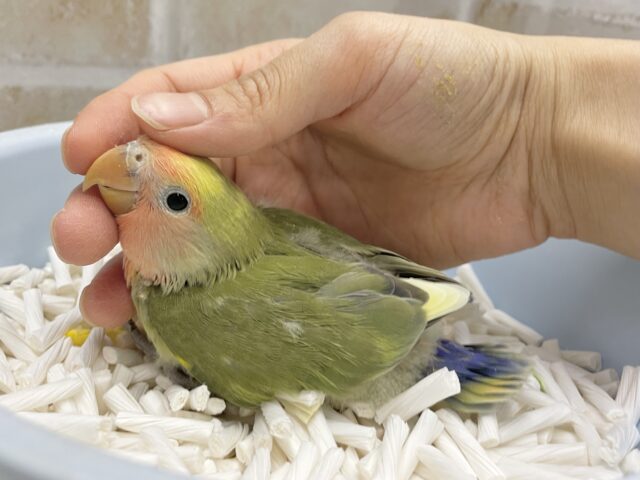 コザクラインコ（小桜インコ）