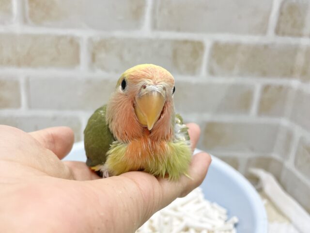 コザクラインコ（小桜インコ）