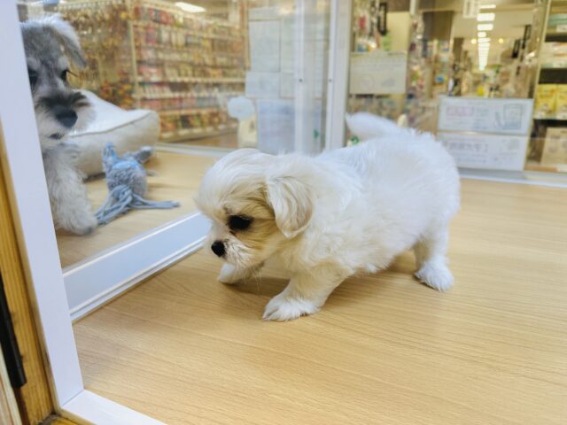 笑顔が眩しい⭐️✨💫🌟MIX犬男の子 愛称が不明