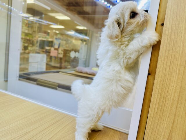 笑顔が眩しい⭐️✨💫🌟MIX犬男の子 愛称が不明