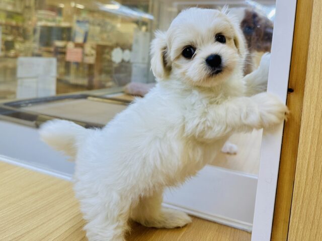 笑顔が眩しい⭐️✨💫🌟MIX犬男の子 愛称が不明