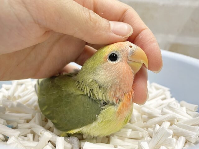 コザクラインコ（小桜インコ）