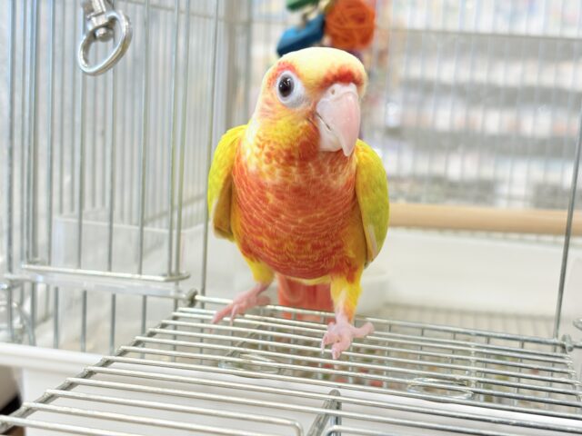 ホオミドリウロコインコ