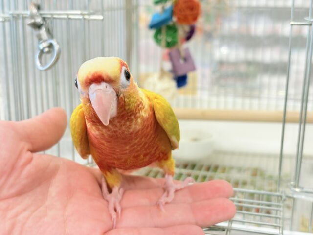 ホオミドリウロコインコ