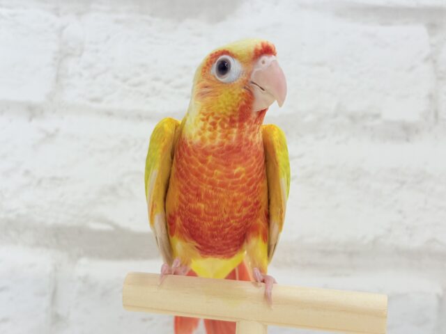 ホオミドリウロコインコ