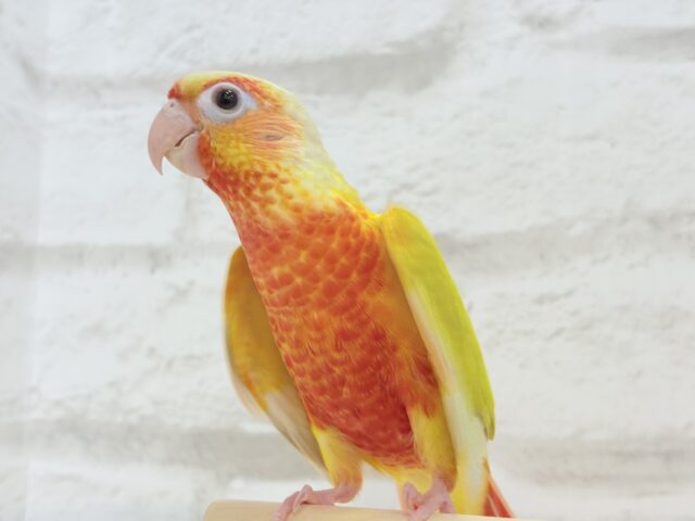 ホオミドリウロコインコ
