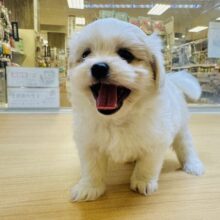 笑顔が眩しい⭐️✨💫🌟MIX犬男の子