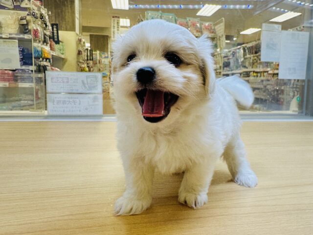 笑顔が眩しい⭐️✨💫🌟MIX犬男の子 愛称が不明