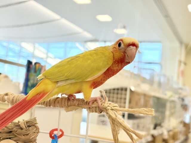 ホオミドリウロコインコ