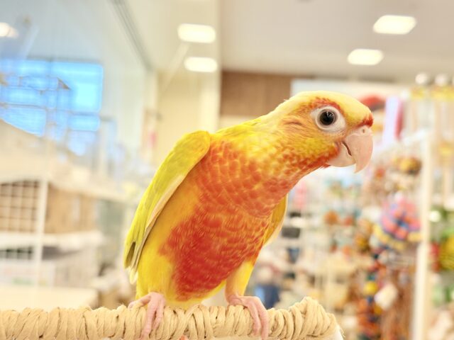 ホオミドリウロコインコ