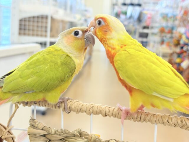 ホオミドリウロコインコ