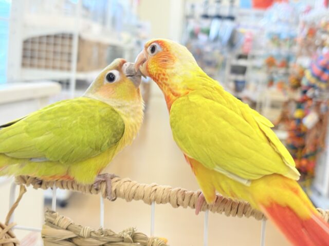 ホオミドリウロコインコ