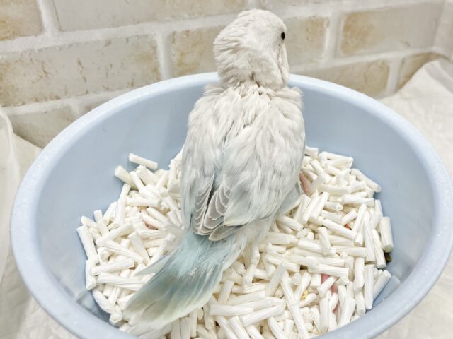 オキナインコ